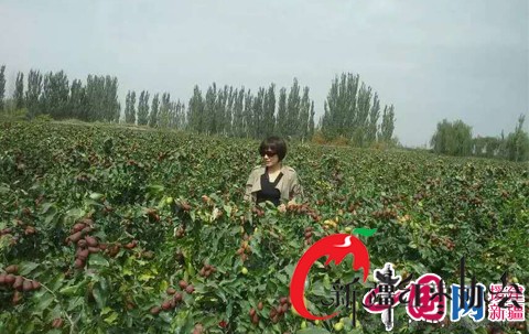 台商鍾情新疆棗 搭起台灣與新疆的堅果橋樑 台商鍾情新疆棗 搭起台灣與新疆的堅果橋樑