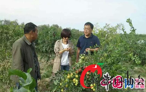 台商鍾情新疆棗 搭起台灣與新疆的堅果橋樑 台商鍾情新疆棗 搭起台灣與新疆的堅果橋樑