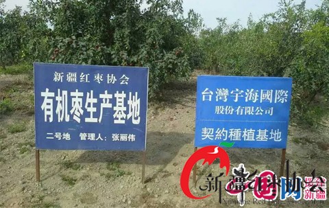 台商鍾情新疆棗 搭起台灣與新疆的堅果橋樑 台商鍾情新疆棗 搭起台灣與新疆的堅果橋樑